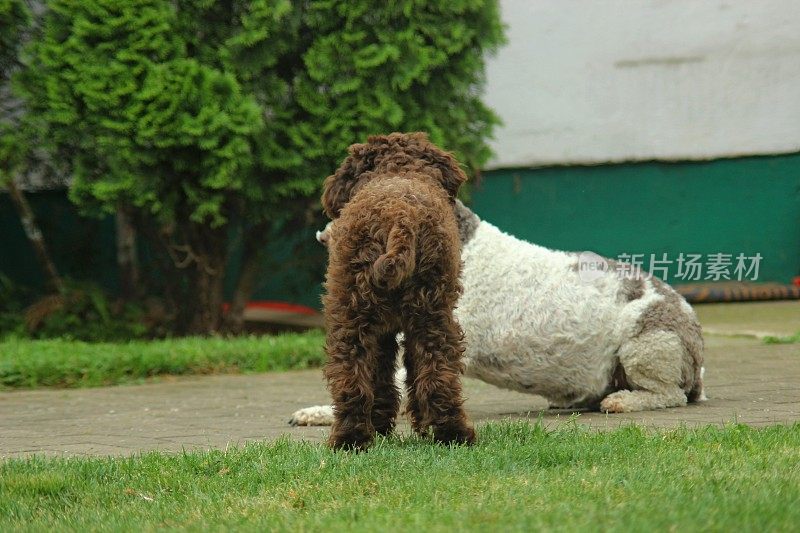 动物家庭两只母狗Lagotto Romagnolo